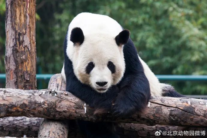 消息传来:"古大爷"已离世,享年25岁!原因披露→ 消息传来:"古大爷"已离世,享年25岁!原因披露→