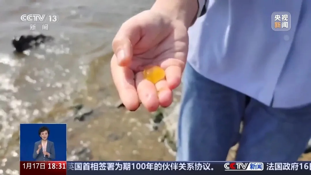 遇见这种“爆爆珠”？不要下水！不要捡