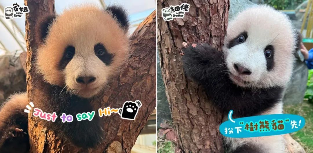 香港大熊猫走路,为什么是“内八字”? 香港大熊猫走路,为什么是“内八字”?