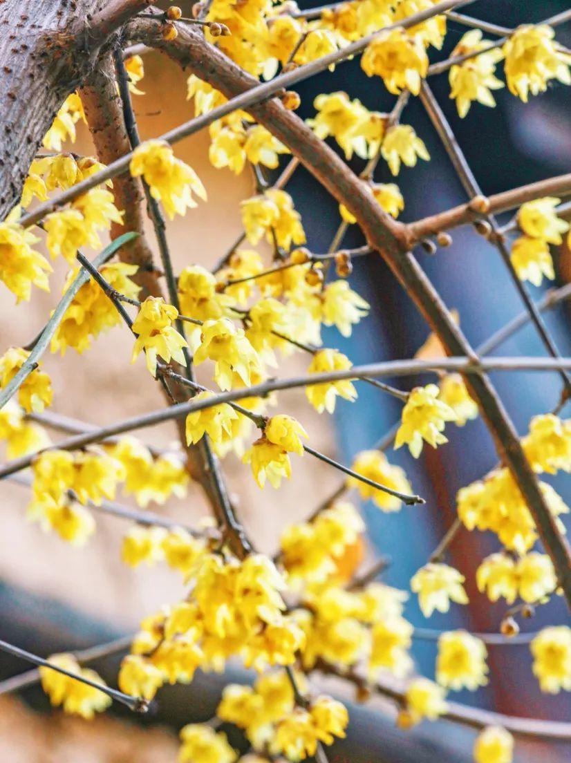 邂逅“梅”好!武汉赏梅地图来了 邂逅“梅”好!武汉赏梅地图来了