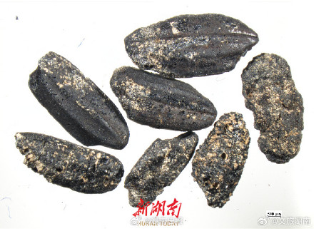 李家岗遗址发现长江中游最早古稻田