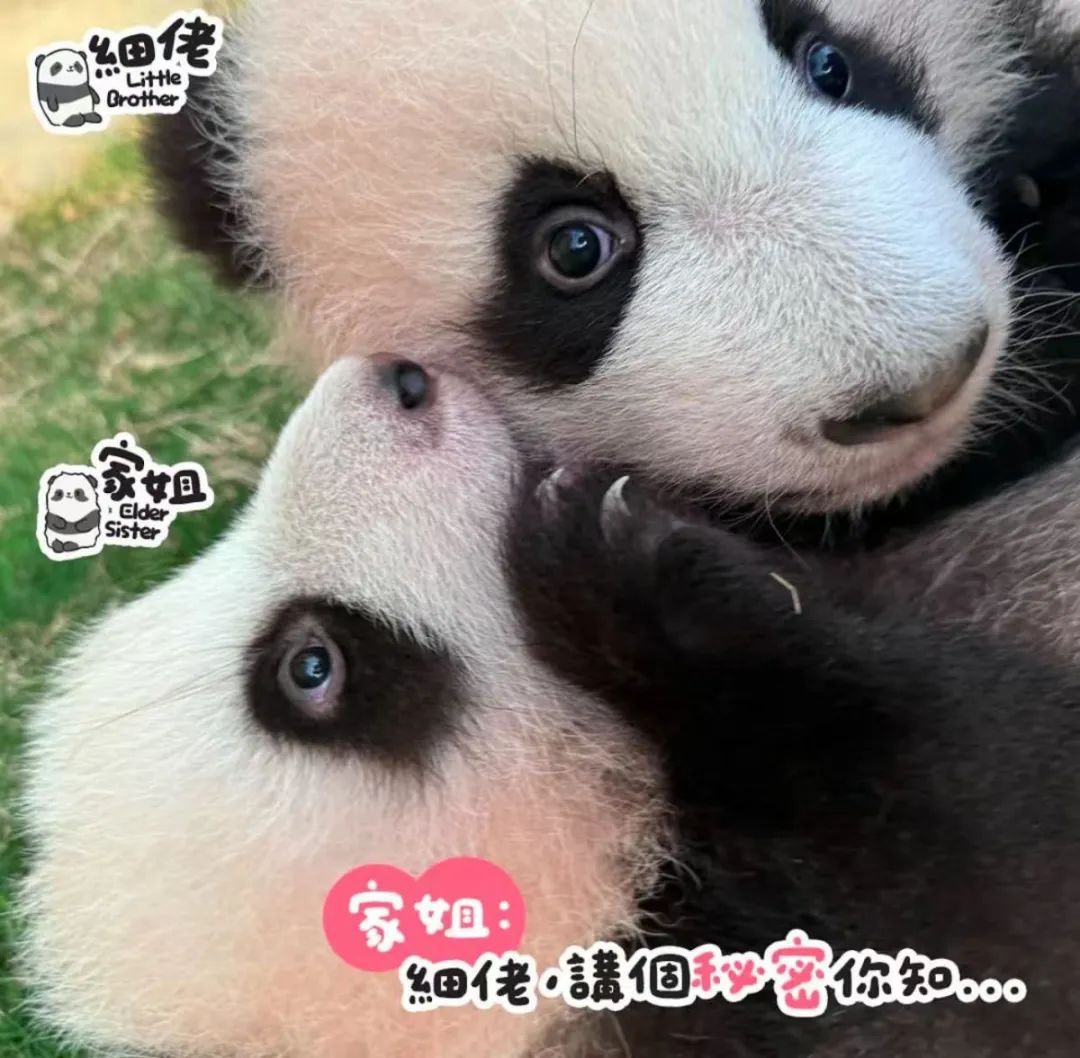 香港大熊猫走路,为什么是“内八字”? 香港大熊猫走路,为什么是“内八字”?