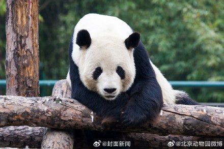 北京动物园:大熊猫古古去世 北京动物园:大熊猫古古去世