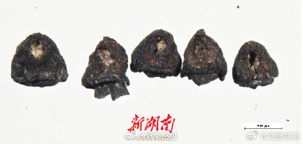 李家岗遗址发现长江中游最早古稻田