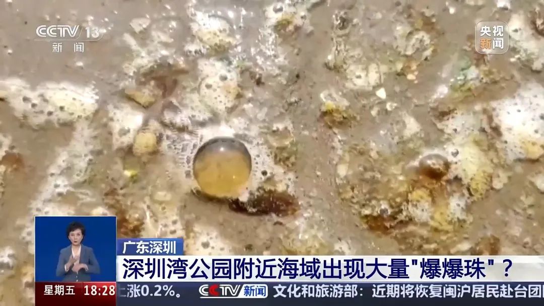 遇见这种“爆爆珠”？不要下水！不要捡