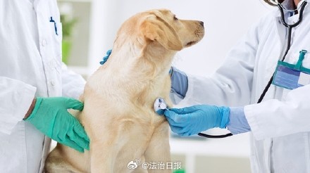 宠物摔倒去医院诊疗花费近2万 宠物摔倒去医院诊疗花费近2万