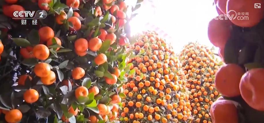 春节花市红红火火 芳香四溢迎新春 春节花市红红火火 芳香四溢迎新春
