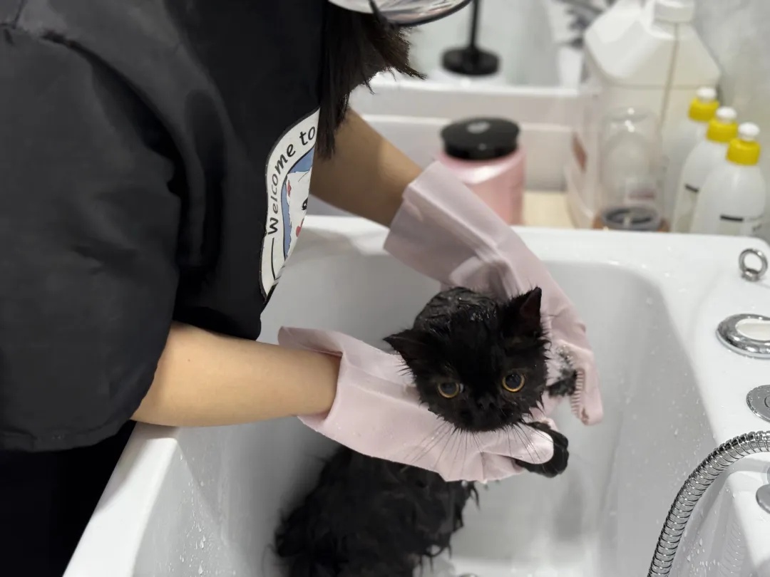 价格上涨!根本排不到,有人提前2个月预定,网友:有必要吗? 价格上涨!根本排不到,有人提前2个月预定,网友:有必要吗?