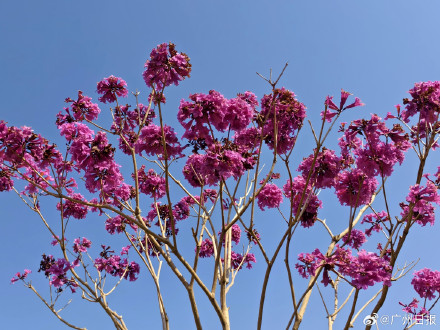 广州年前中等偏强冷空气到访