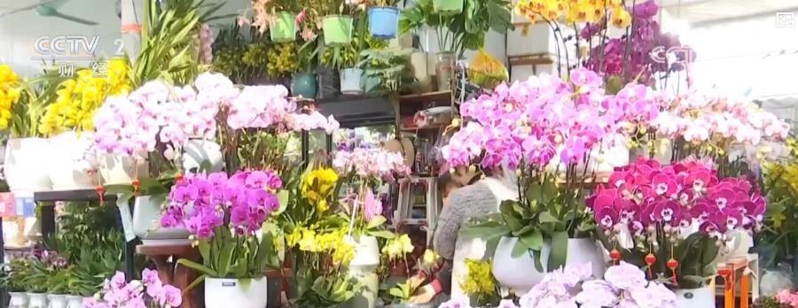 春节花市红红火火 芳香四溢迎新春 春节花市红红火火 芳香四溢迎新春