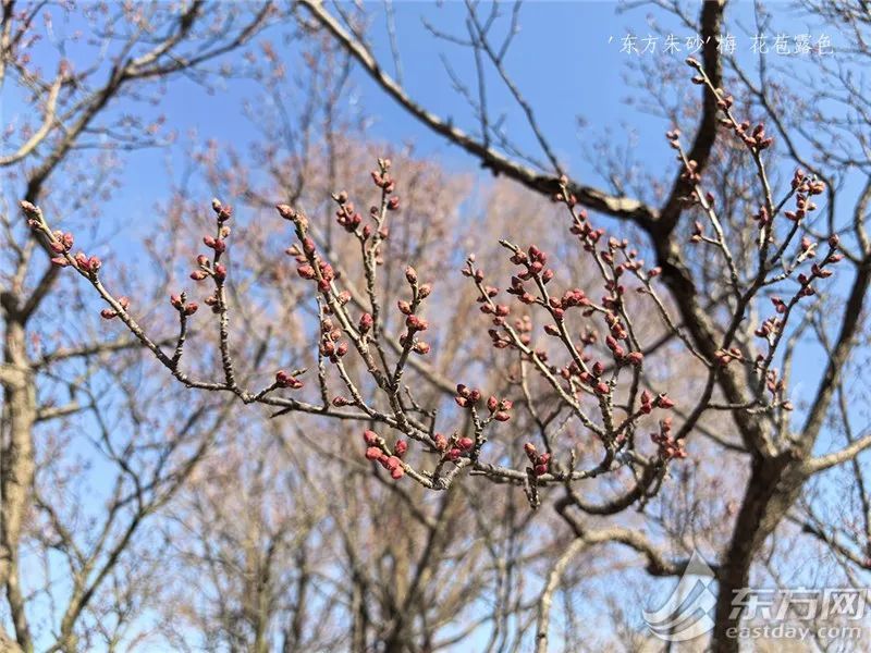 年前，上海有机会下雪？连续40天无雨，刷新纪录！17℃→零下，气温或有大反转！