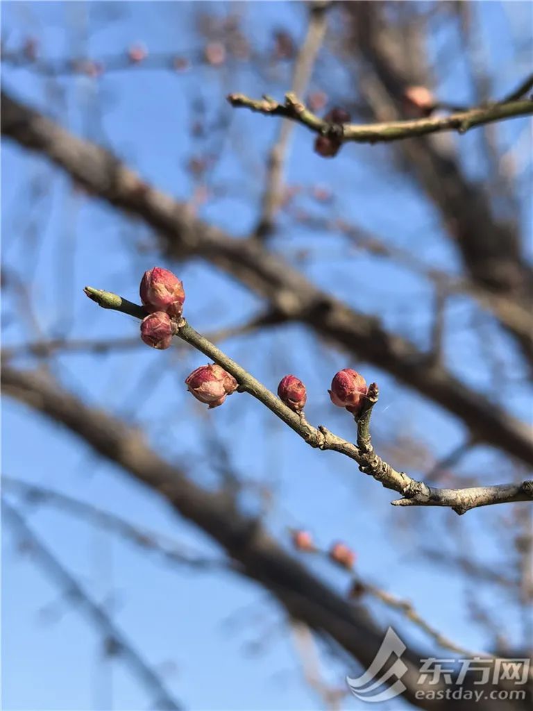 年前，上海有机会下雪？连续40天无雨，刷新纪录！17℃→零下，气温或有大反转！