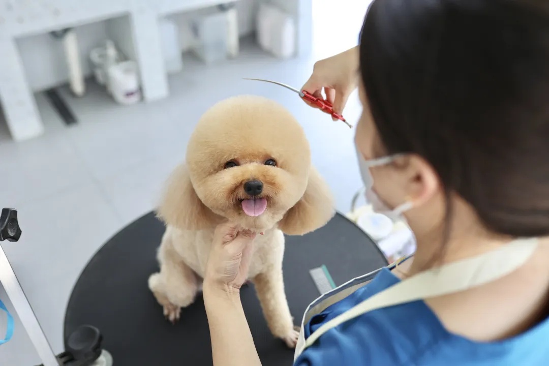 价格上涨!根本排不到,有人提前2个月预定,网友:有必要吗? 价格上涨!根本排不到,有人提前2个月预定,网友:有必要吗?