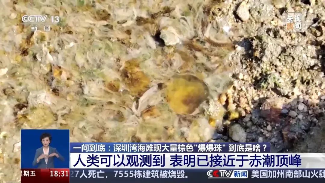 华南沿海密集出现“爆爆珠”？多地提醒→