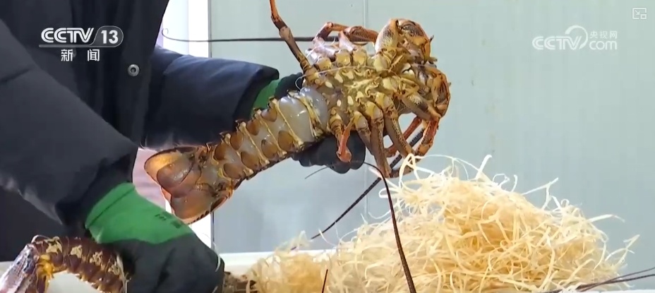 “冷链+”助“燃”“舌尖上的经济” 高品质食材“走”上百姓节日餐桌