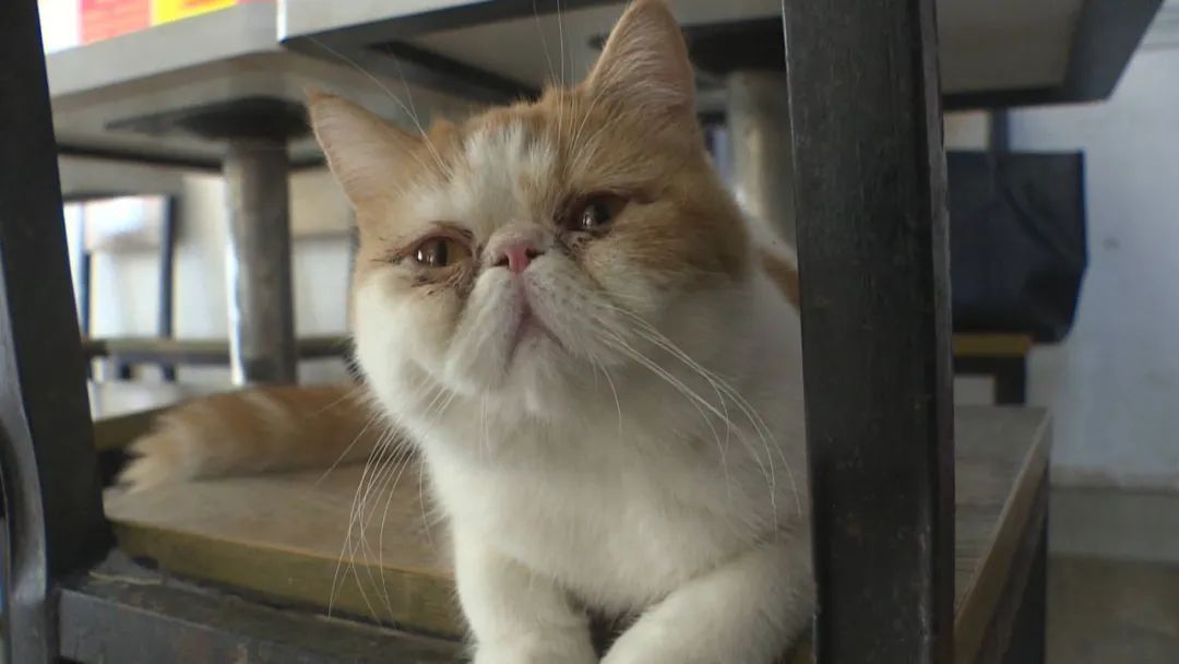 警惕！南宁已有多人上当， “免费领养”背后暗藏猫腻