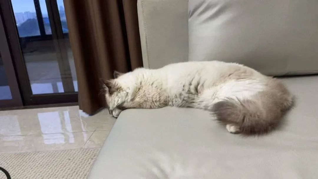 警惕！南宁已有多人上当， “免费领养”背后暗藏猫腻