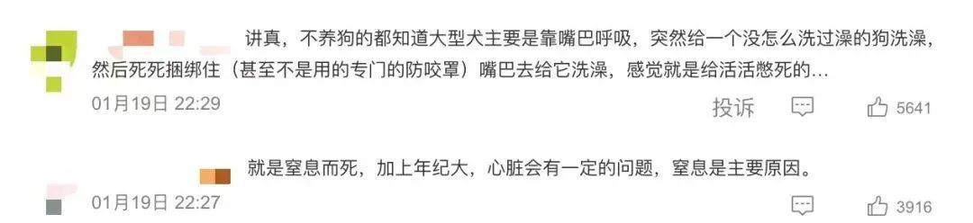 网红小狗洗澡时突发心脏病去世……千万粉丝博主道歉并否认蹭流量