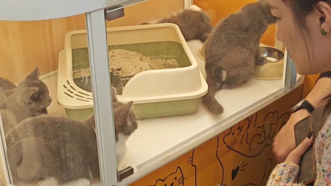 警惕！南宁已有多人上当， “免费领养”背后暗藏猫腻