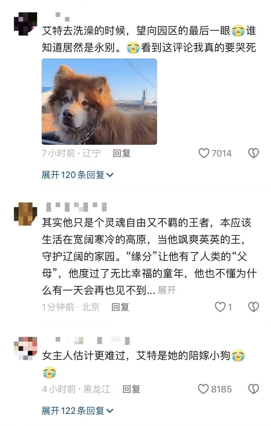 网红小狗洗澡时突发心脏病去世……千万粉丝博主道歉并否认蹭流量