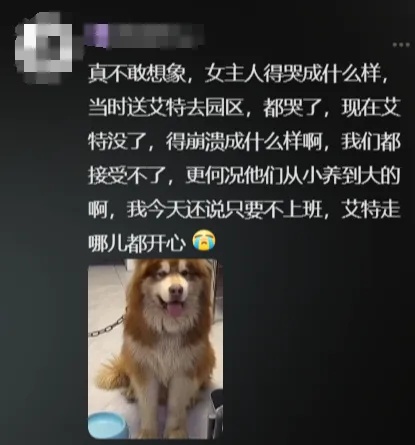 网红小狗洗澡时突发心脏病去世……千万粉丝博主道歉并否认蹭流量