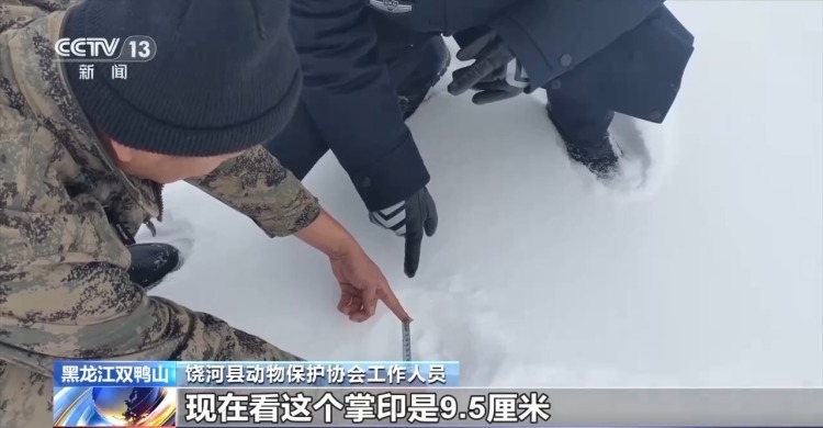 冰天雪地里 9.5厘米大掌印是谁的？