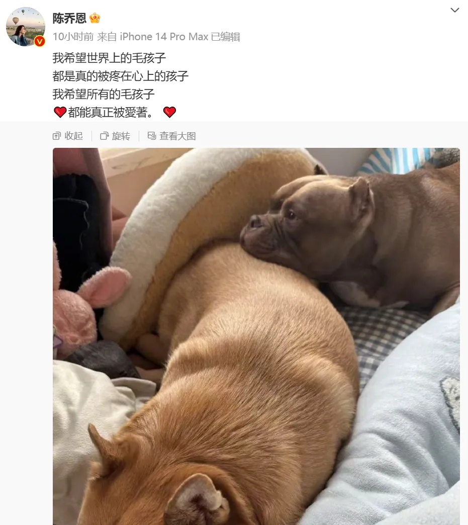 网红小狗洗澡时突发心脏病去世……千万粉丝博主道歉并否认蹭流量