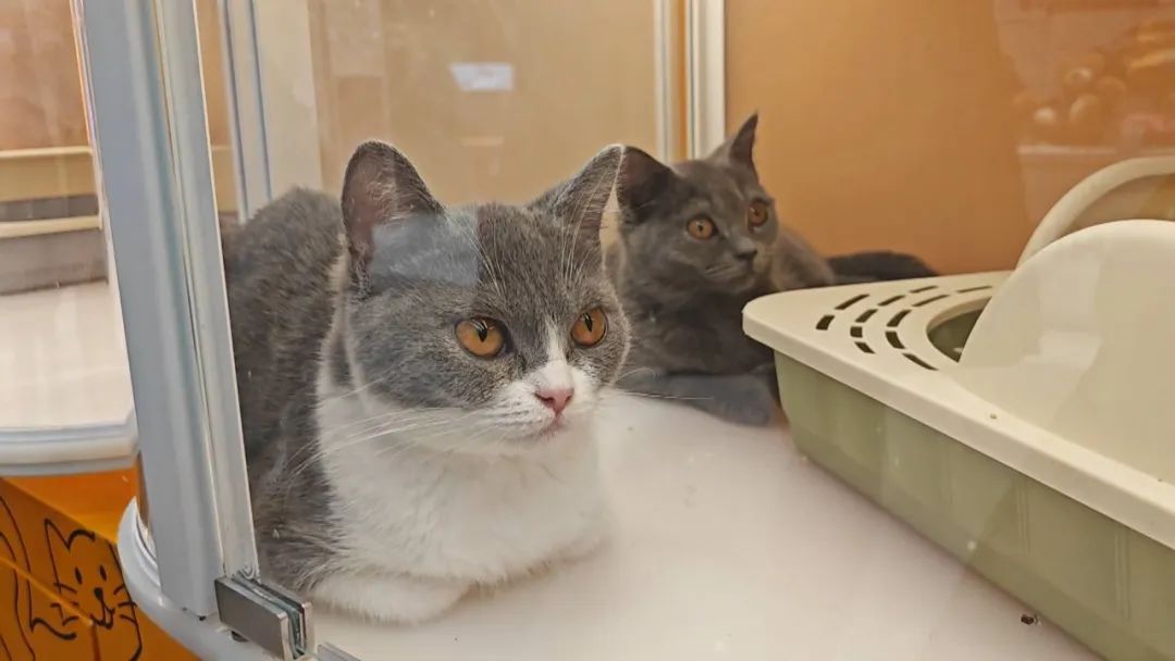 警惕！南宁已有多人上当， “免费领养”背后暗藏猫腻