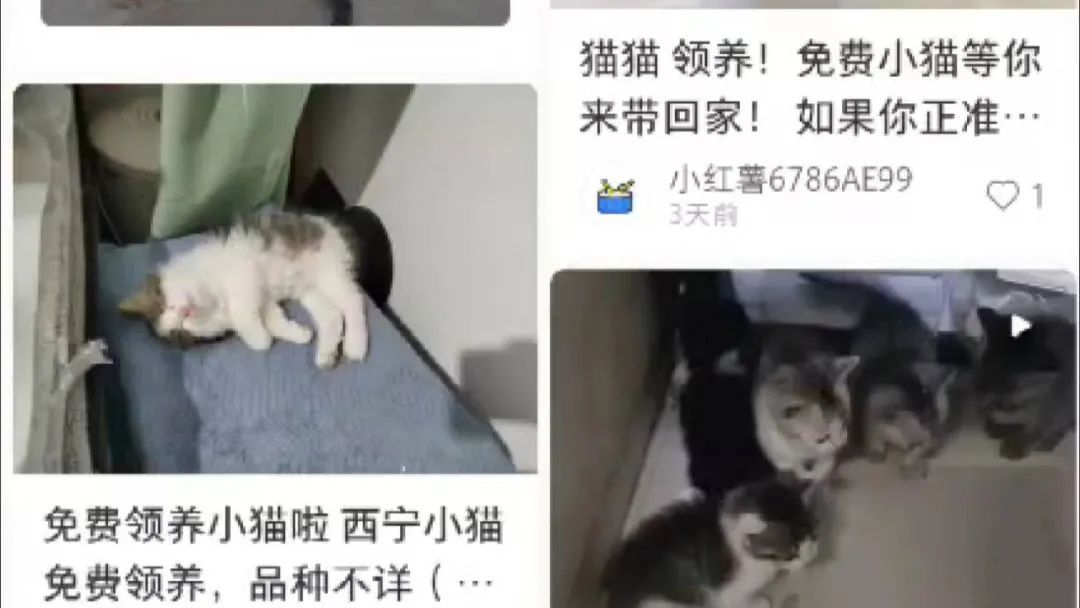 警惕！南宁已有多人上当， “免费领养”背后暗藏猫腻