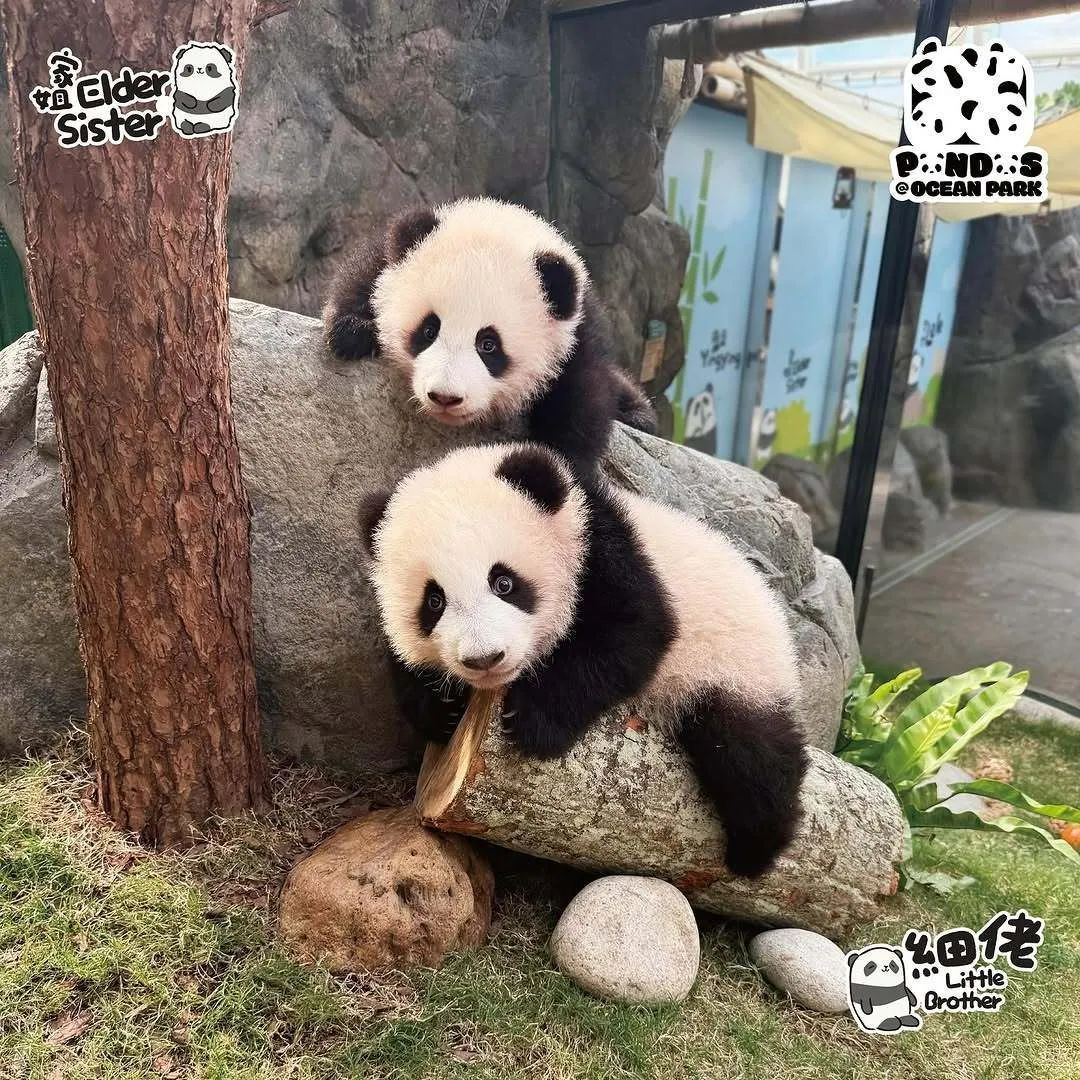 期待已久!要和“家姐”“细佬”见面啦 期待已久!要和“家姐”“细佬”见面啦