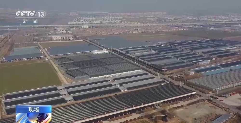 春节“氛围担当”登场 年宵花销售迎来旺季