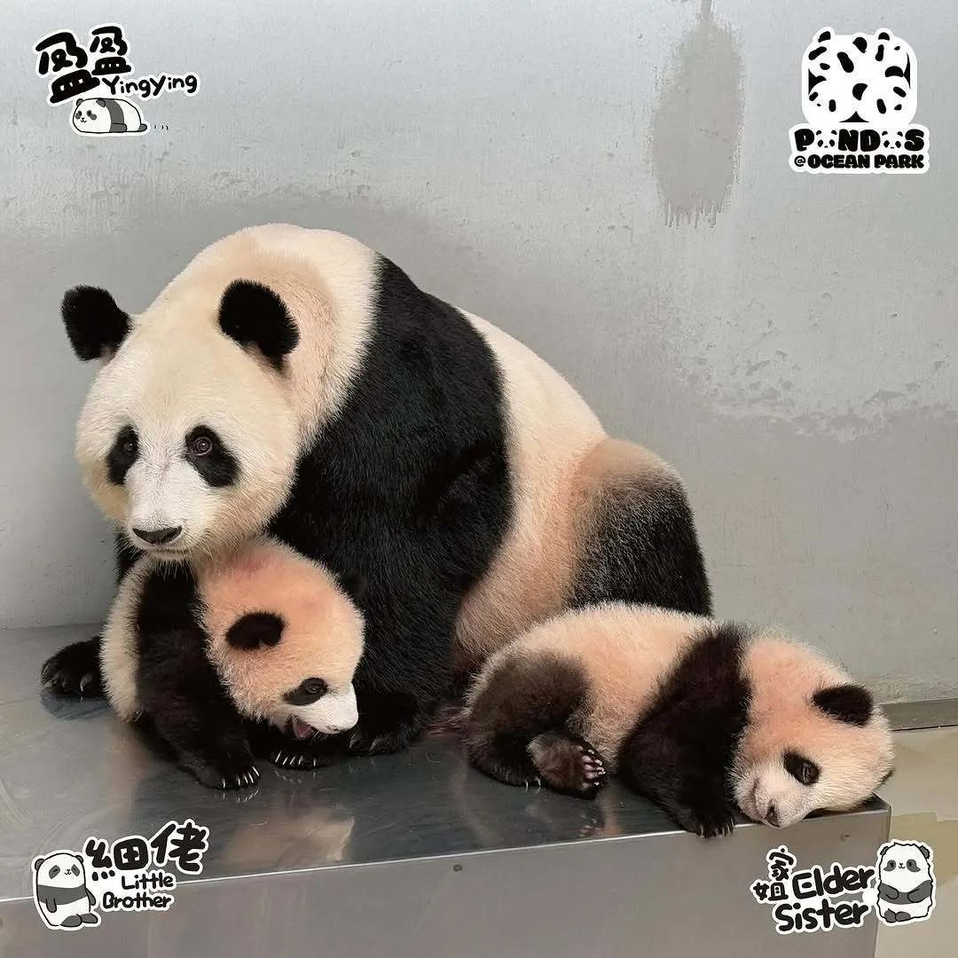 期待已久!要和“家姐”“细佬”见面啦 期待已久!要和“家姐”“细佬”见面啦