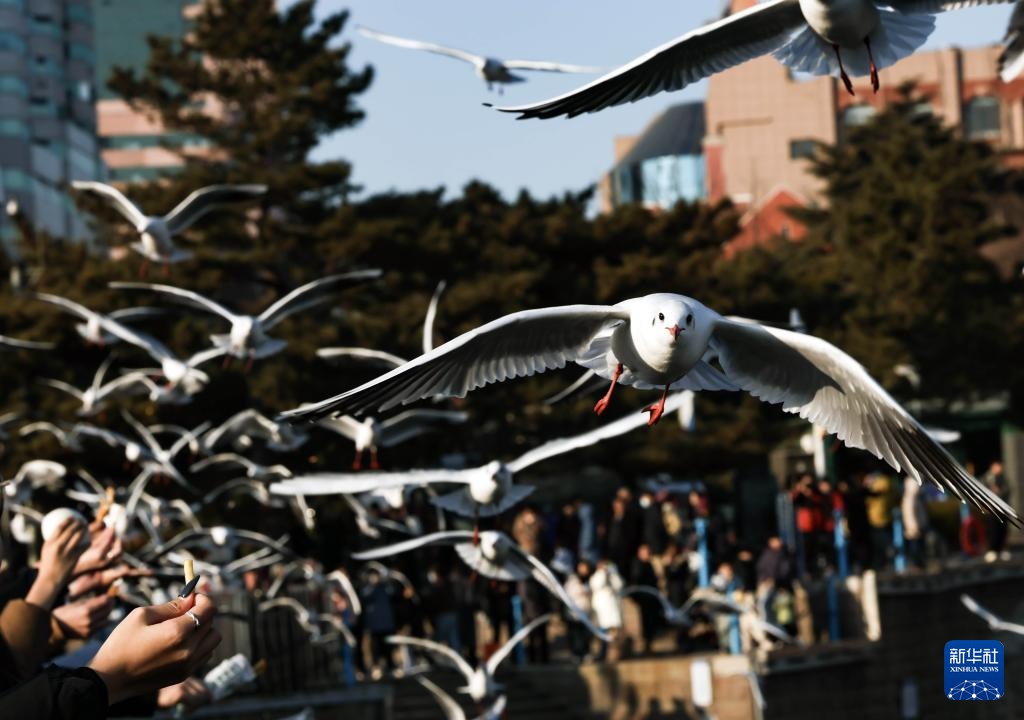 青岛：栈桥赏鸥 邂逅冬日浪漫