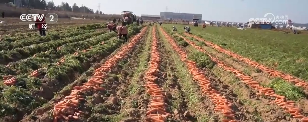 各地蔬菜基地与农贸市场齐发力 确保节前“菜篮子”供应量足价稳 各地蔬菜基地与农贸市场齐发力 确保节前“菜篮子”供应量足价稳