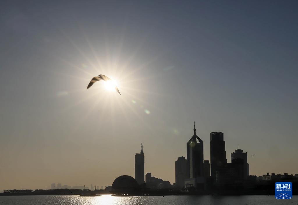 青岛：栈桥赏鸥 邂逅冬日浪漫