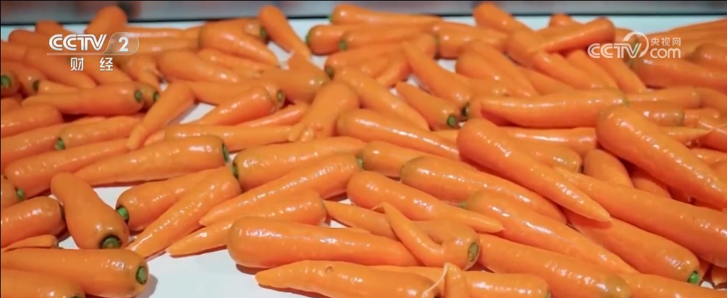 各地蔬菜基地与农贸市场齐发力 确保节前“菜篮子”供应量足价稳 各地蔬菜基地与农贸市场齐发力 确保节前“菜篮子”供应量足价稳