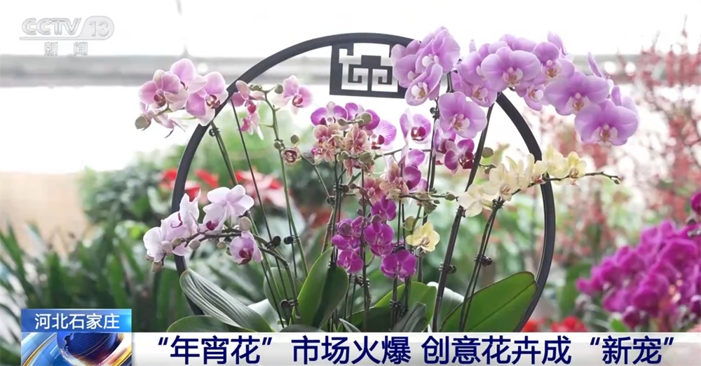 节前市场火热供应足 从“菜篮”到“花瓶”再到“舌尖”包罗万象