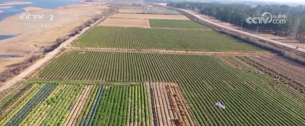 各地蔬菜基地与农贸市场齐发力 确保节前“菜篮子”供应量足价稳 各地蔬菜基地与农贸市场齐发力 确保节前“菜篮子”供应量足价稳