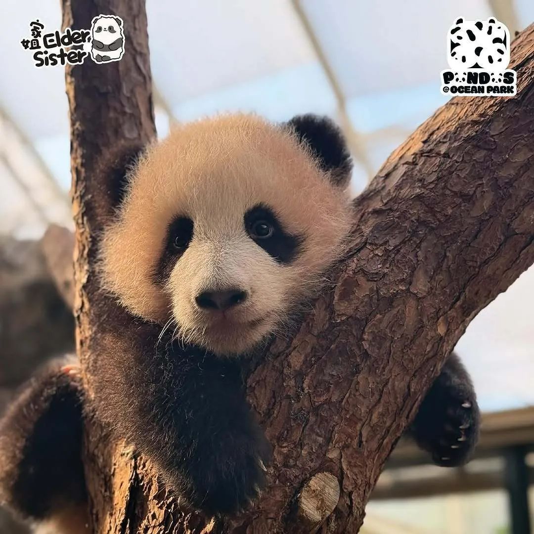 期待已久!要和“家姐”“细佬”见面啦 期待已久!要和“家姐”“细佬”见面啦