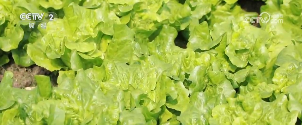 各地蔬菜基地与农贸市场齐发力 确保节前“菜篮子”供应量足价稳 各地蔬菜基地与农贸市场齐发力 确保节前“菜篮子”供应量足价稳