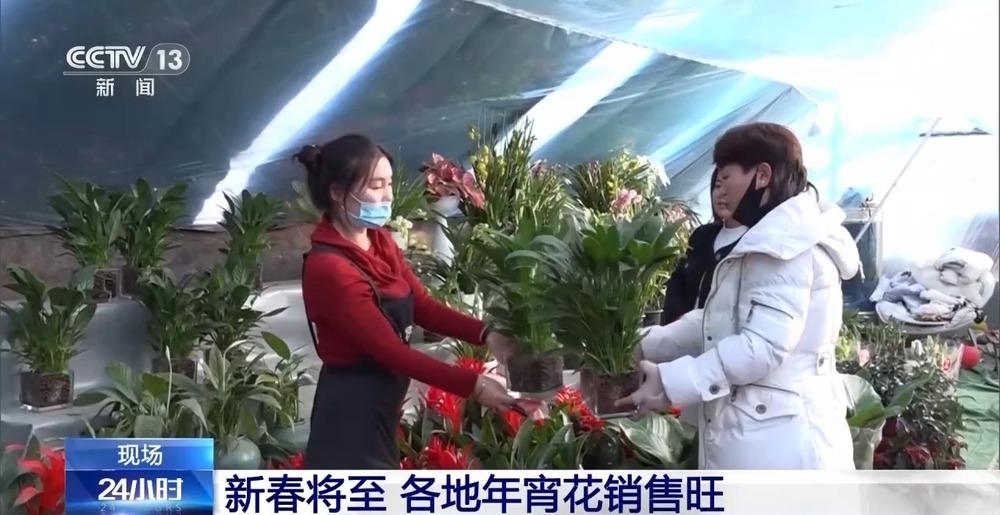 春节“氛围担当”登场 年宵花销售迎来旺季