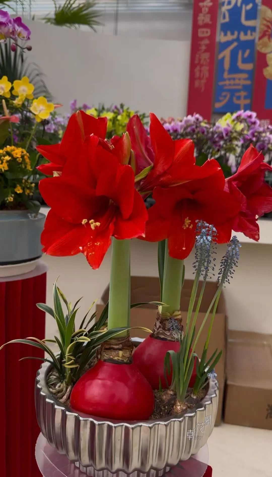 市市如意过大年——逛花市过大年,点燃 “美丽经济”迎团圆 市市如意过大年——逛花市过大年,点燃 “美丽经济”迎团圆