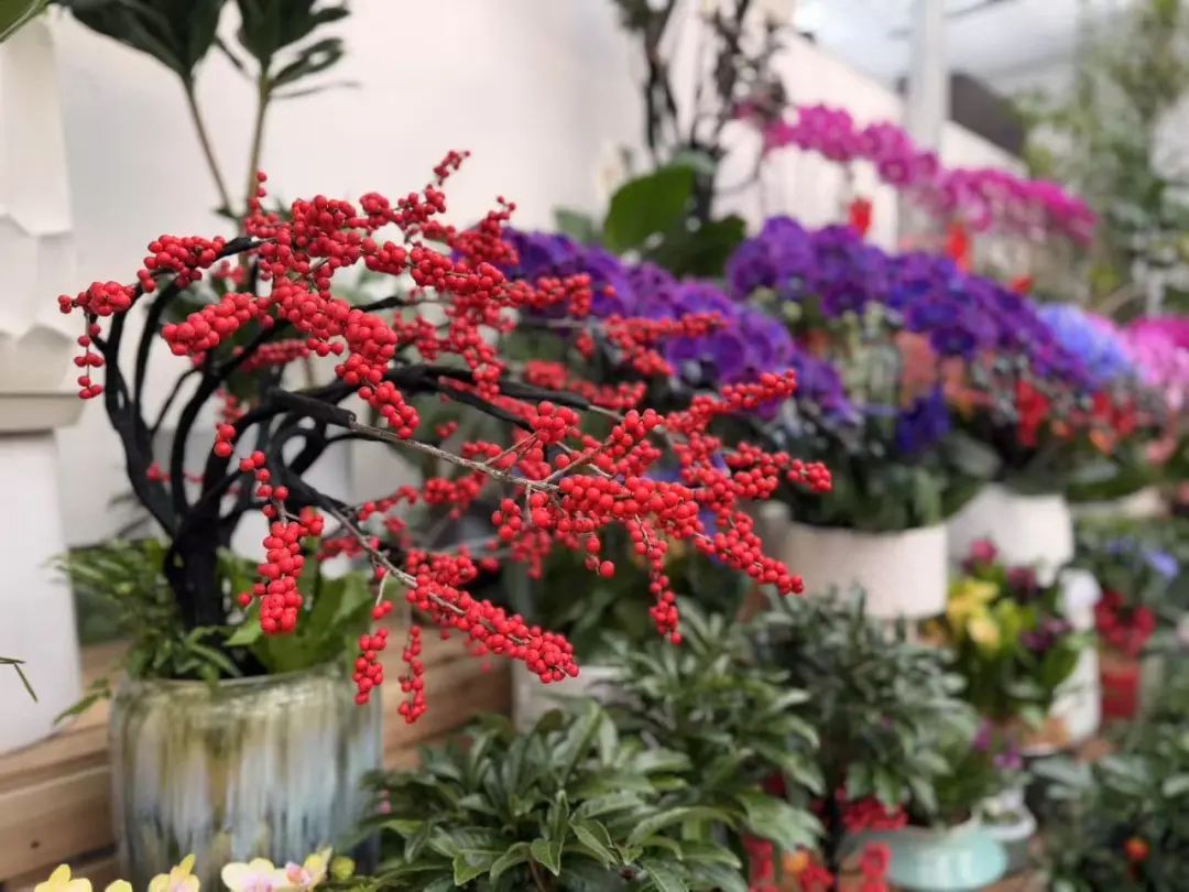 市市如意过大年——逛花市过大年,点燃 “美丽经济”迎团圆 市市如意过大年——逛花市过大年,点燃 “美丽经济”迎团圆