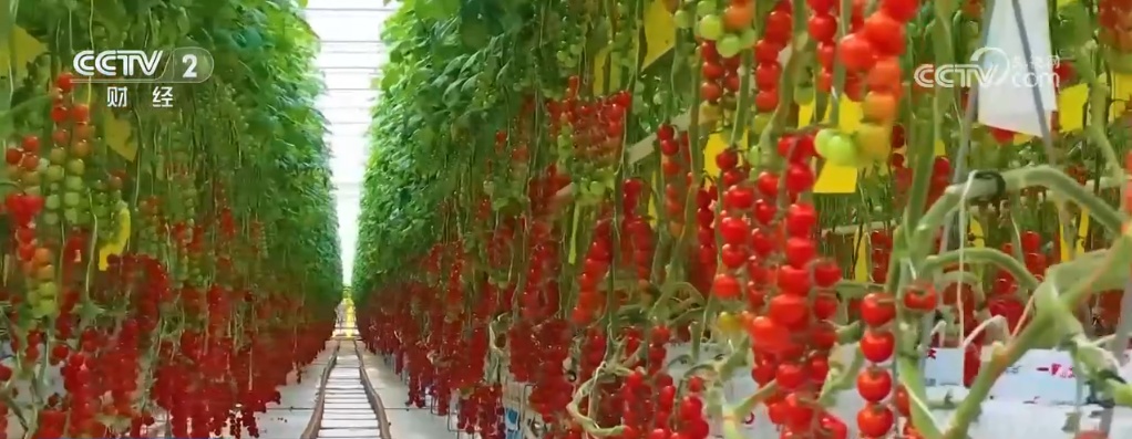 各地蔬菜基地与农贸市场齐发力 确保节前“菜篮子”供应量足价稳 各地蔬菜基地与农贸市场齐发力 确保节前“菜篮子”供应量足价稳