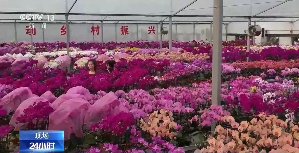 春节“氛围担当”登场 年宵花销售迎来旺季