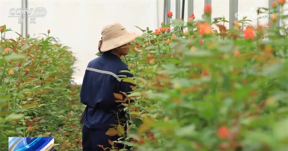 节前市场火热供应足 从“菜篮”到“花瓶”再到“舌尖”包罗万象