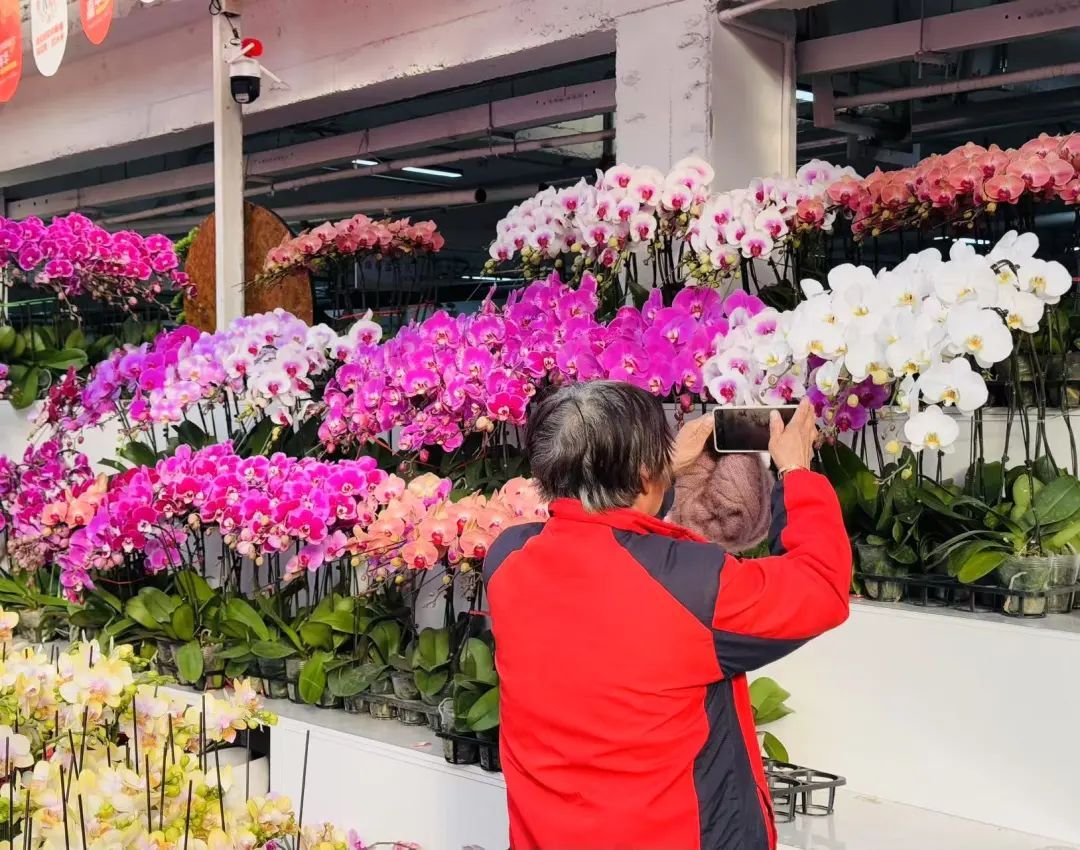 市市如意过大年——逛花市过大年,点燃 “美丽经济”迎团圆 市市如意过大年——逛花市过大年,点燃 “美丽经济”迎团圆