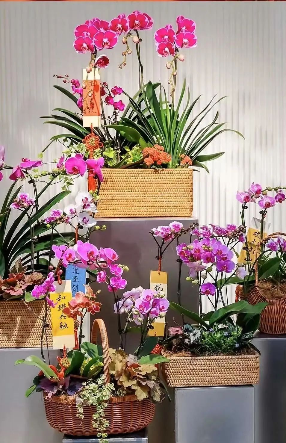 市市如意过大年——逛花市过大年,点燃 “美丽经济”迎团圆 市市如意过大年——逛花市过大年,点燃 “美丽经济”迎团圆