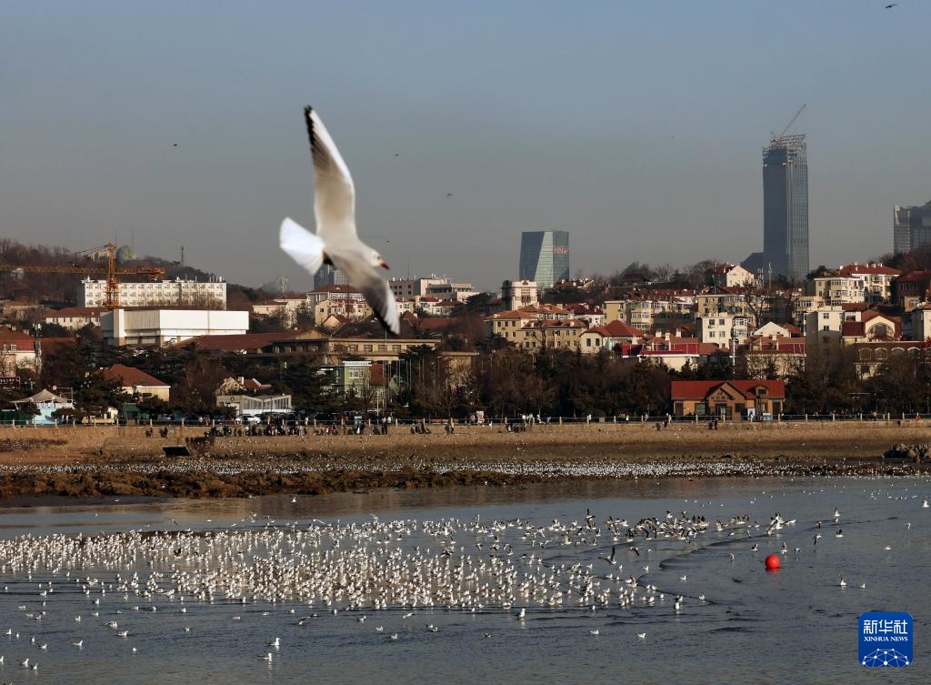 青岛：栈桥赏鸥 邂逅冬日浪漫
