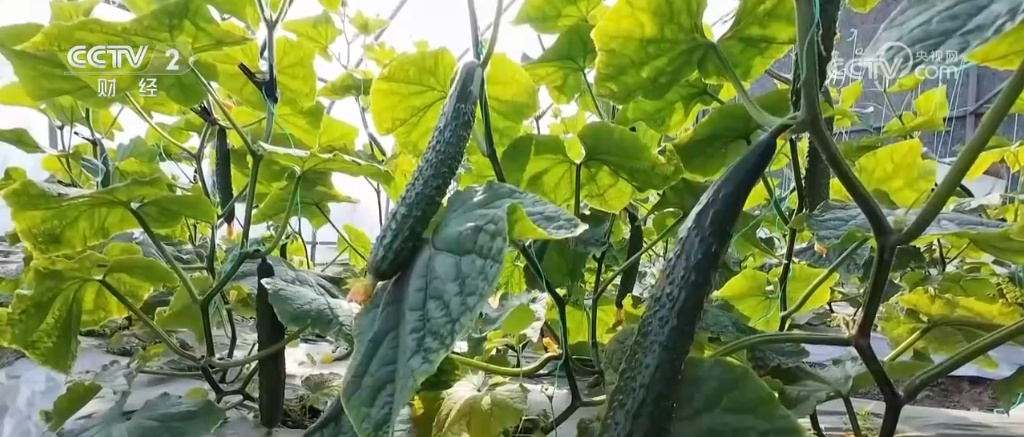 各地蔬菜基地与农贸市场齐发力 确保节前“菜篮子”供应量足价稳 各地蔬菜基地与农贸市场齐发力 确保节前“菜篮子”供应量足价稳